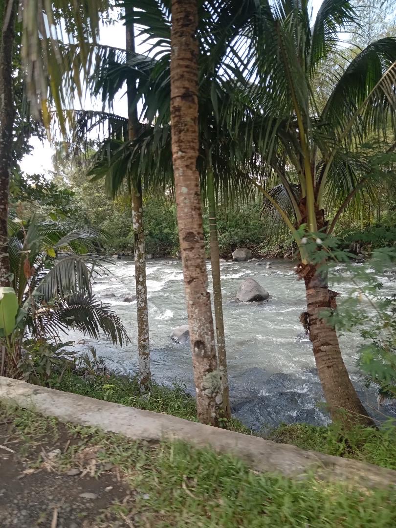 A fast-running river seen between the trunks of coconut palms.