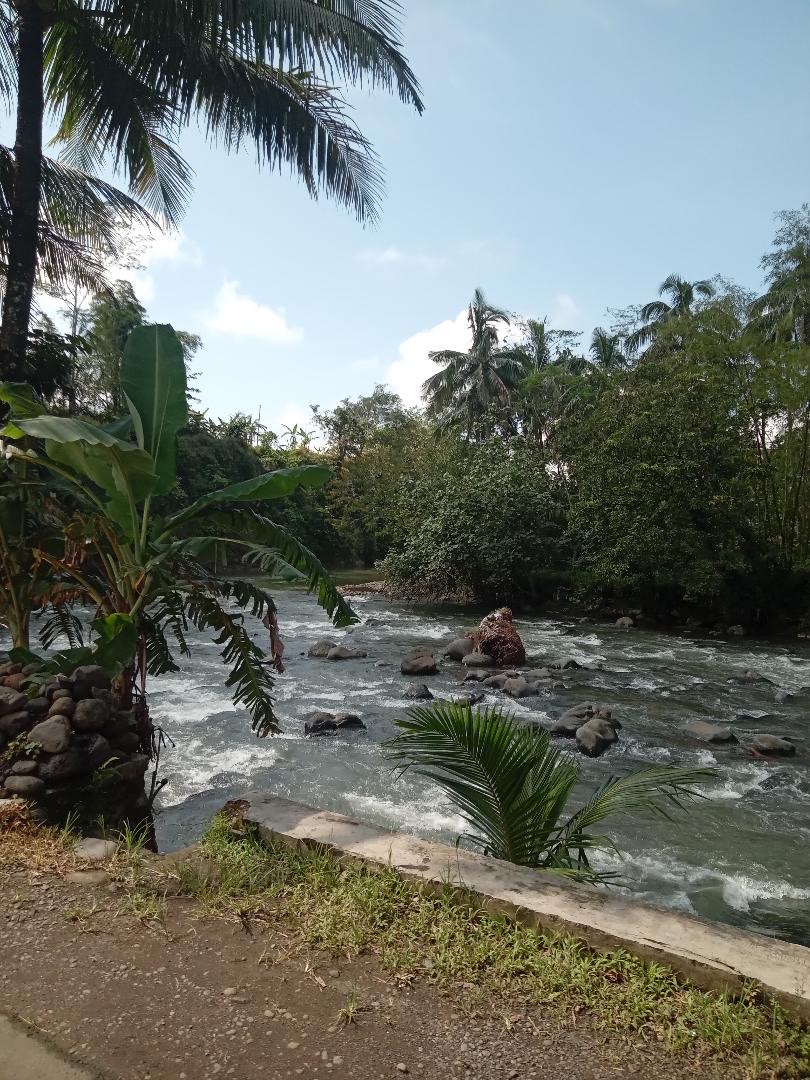 A wider view of the same river, stones in the foreground and a stand of banana plants on the far bank.