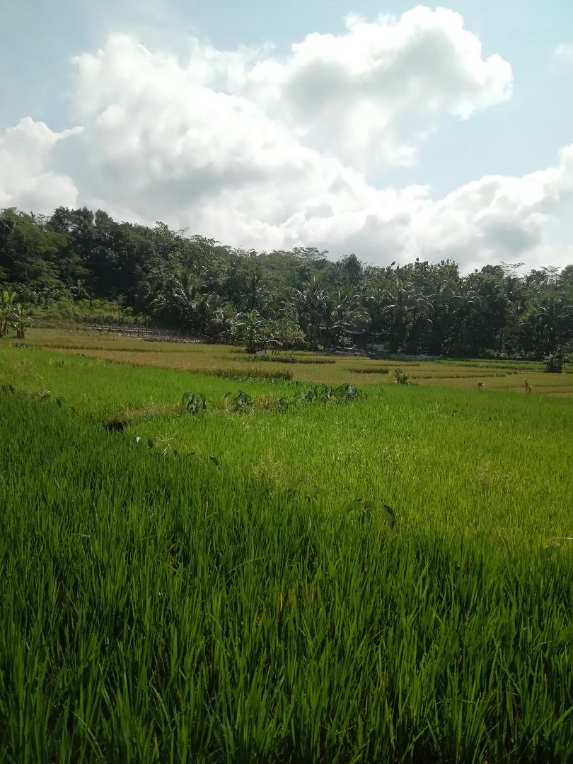 Lower view of rice paddies, the green so saturated it looks lit from inside.