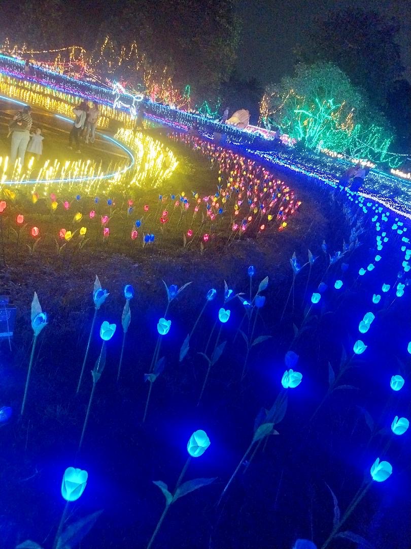 Hundreds of luminous blue tulips lining a path that curves toward a hillside of multicoloured lights.