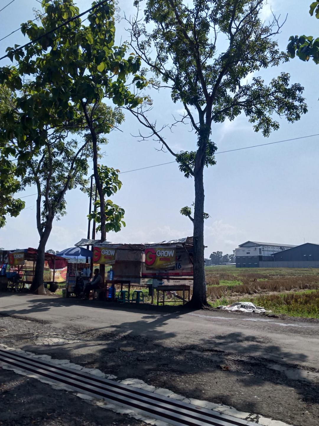 Roadside stalls with red striped awnings under two leaning trees, paddies and a warehouse across the road in bright midday sun.
