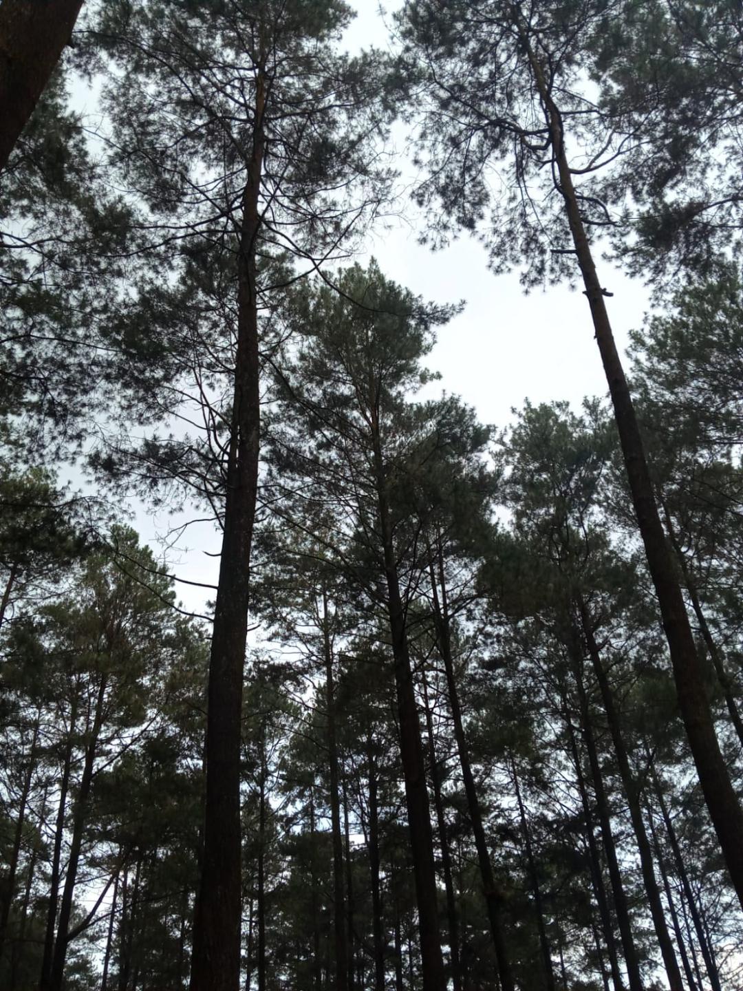Tall, narrow pines seen from the ground up against an overcast white sky.