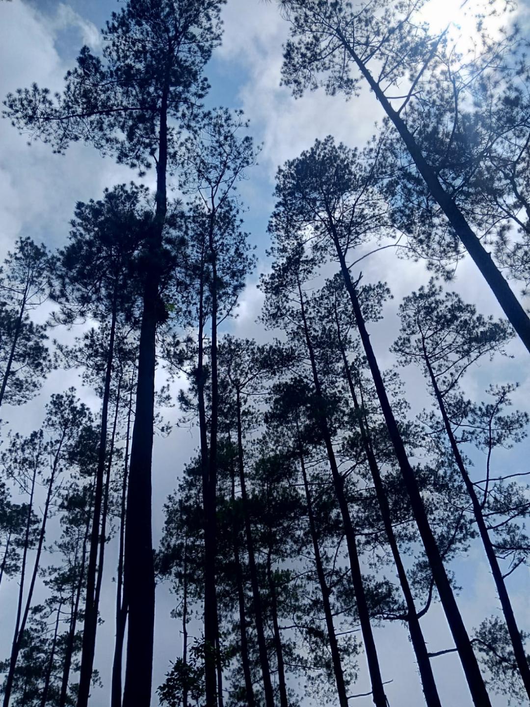 The same kind of pines seen against a brilliant blue sky with white clouds, the sun glinting through a treetop.