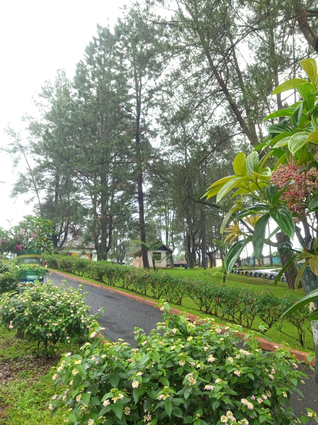 A neatly clipped park avenue lined with pines and lantana hedges, flowering bushes in the foreground.
