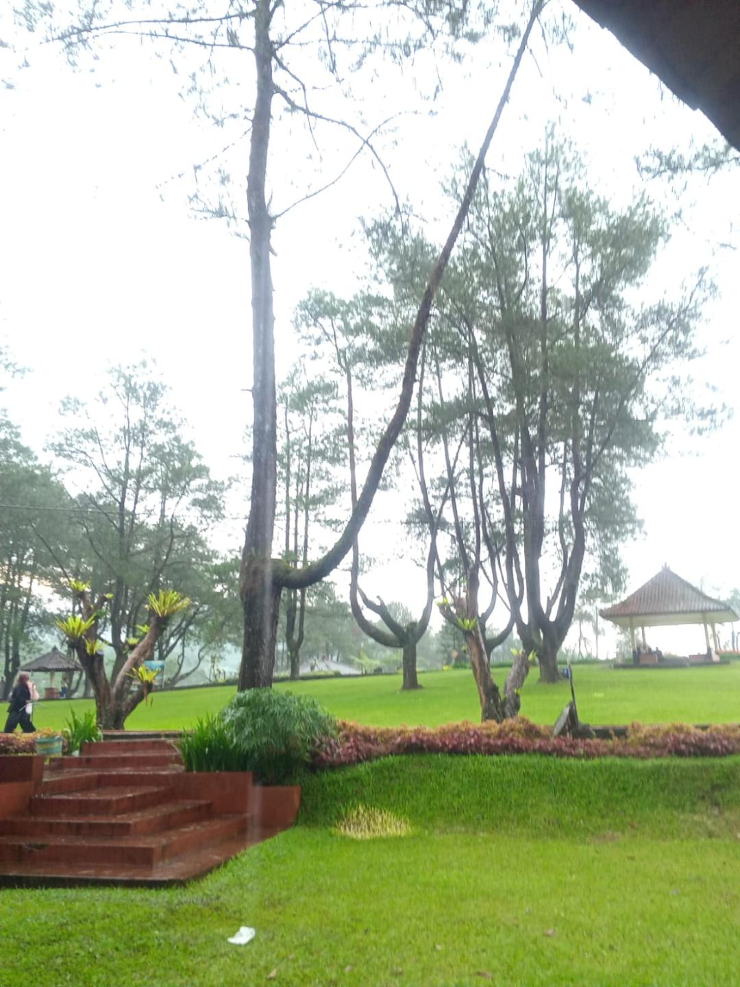 A wooden gazebo on a damp green lawn, pine trees behind, the sky a flat white where the cloud has come down.